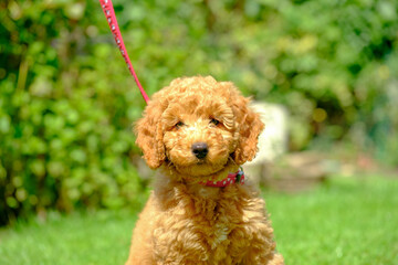 Young apricot coloured miniature poodle puppy seen at 8 weeks old. Showing her beautiful portrait, seen in an outdoor location during exercise.