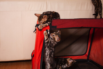 Restless brown leopard tiger bengal kittens play with a red house carrying. Small pests destroy...