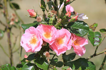 bright beautiful roses in  botanical garden