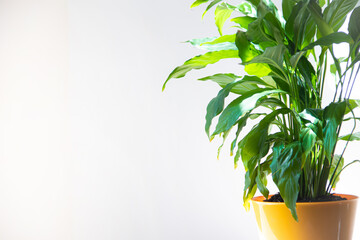 Spathiphyllum Flower. Home flower in a yellow pot on the table . Leaves are green. Article about the care of home flowers.