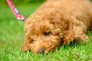 Fototapeta premium Young apricot coloured miniature poodle puppy seen at 8 weeks old. Showing her beautiful portrait, seen in an outdoor location during exercise.