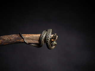 
Photo of a snake in the studio on a black background
