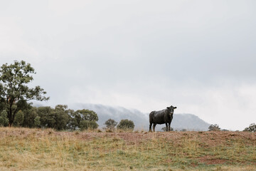Lone cow standing on hill in paddock on cold foggy morning