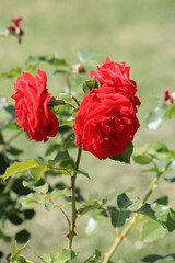 bright beautiful roses in  botanical garden