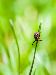 Encephalitis Tick Insect Crawling on Green Grass. Encephalitis Virus or Lyme Borreliosis Disease Infectious Dermacentor Tick Arachnid Parasite Macro.