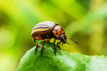 Colorado Potato Beetle Parasite Pest Insect on Potato Foliage Nature Macro Close-up