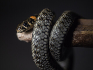 
Photo of a snake in the studio on a black background