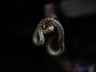 
Photo of a snake in the studio on a black background