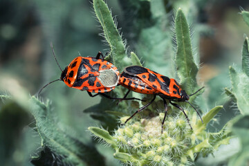 Shield bug (Eurydema ventralis) in the garden, mating.