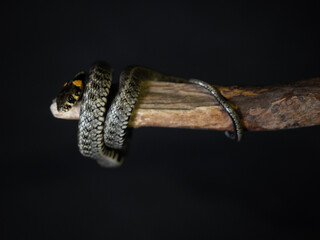 
Photo of a snake in the studio on a black background