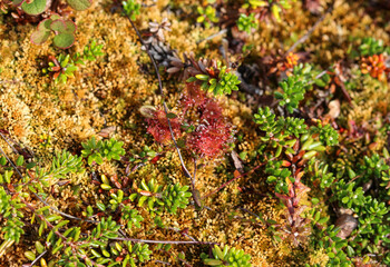 Arctostaphylos uva-ursi low shrub, also known as Kinnikinnick or bearberry
