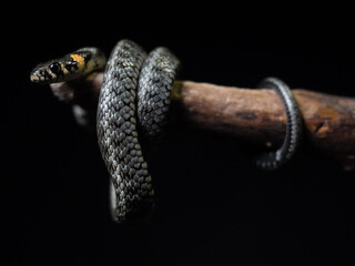 
Photo of a snake in the studio on a black background
