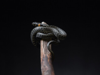 
Photo of a snake in the studio on a black background