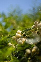 autumn leaves on the tree