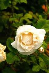 White rose in garden
