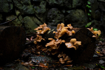 mushrooms on a tree