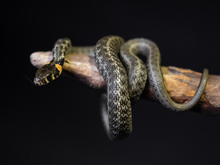 
Photo of a snake in the studio on a black background