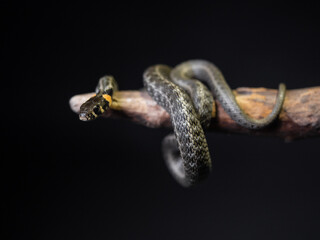 
Photo of a snake in the studio on a black background