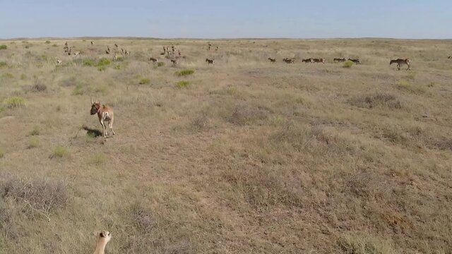 Kalmykia, nature reserve. A herd of saigas in the steppe.