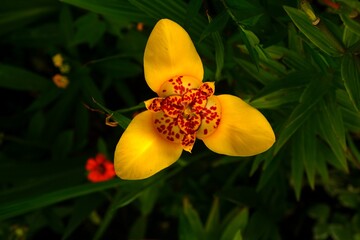 Yellow orchid with orange particles