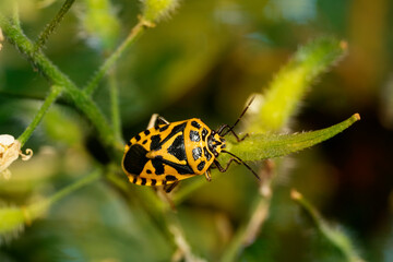Shield bug (Eurydema ventralis) in the garden