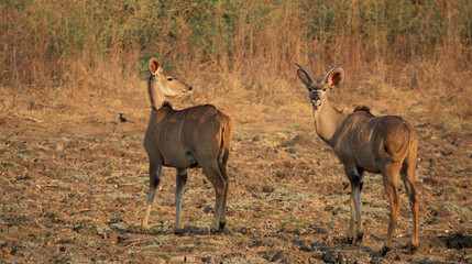 Naklejka premium Male and female Kudu looking back at the camera