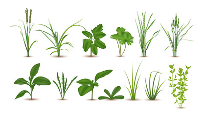 Realistic Detailed 3d Green Grass Set. Vector - obrazy, fototapety, plakaty