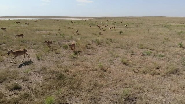 Kalmykia, nature reserve. A herd of saigas in the steppe.