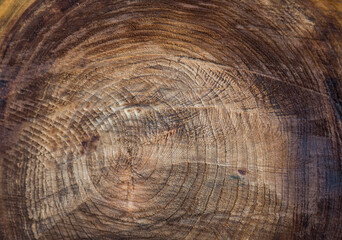 Naklejka premium A close-up of an uneven cut of a large tree, with a pattern of tree growth rings.