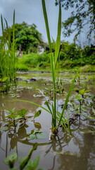 green grass and water
