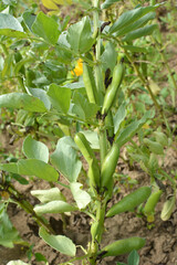 On the stem of the bean  (Vicia faba) ripen pods
