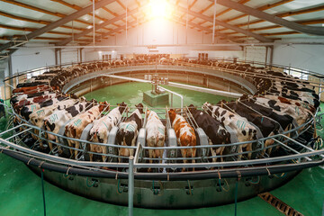 Milking cows by automatic industrial milking rotary system in modern diary farm