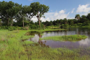 lake in african forest