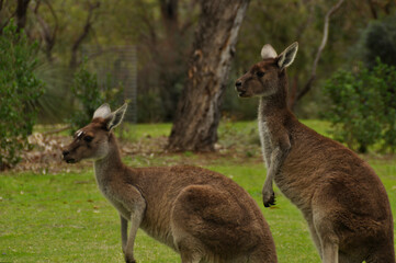 Naklejka na ściany i meble Pair of Grey Kangaroos in Western Australia
