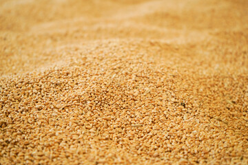 Fototapeta na wymiar a pile of golden wheat