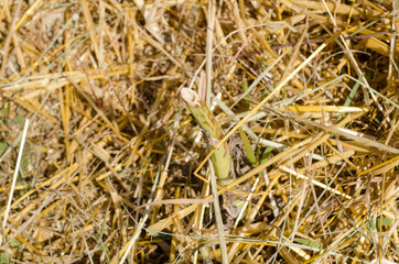 dry grass background