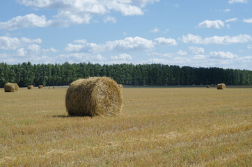 Fototapeta premium hay bales in the field