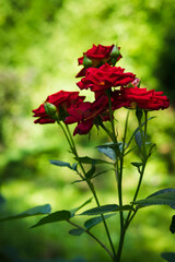 Fototapeta na wymiar red roses in the garden