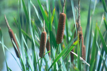 Flowering inflorescences - cobs of broad-leaved cattail.