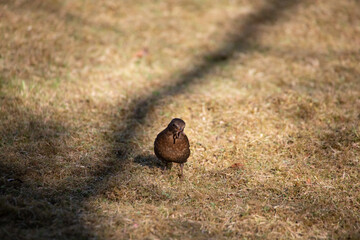 Amsel mit Würmer im Schnabel