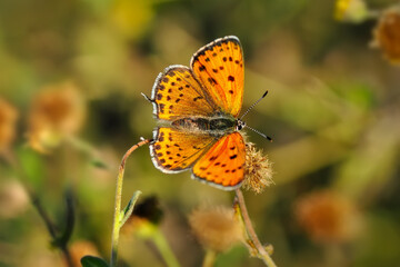 Macro shots, Beautiful nature scene. Closeup beautiful butterfly sitting on the flower in a summer garden.