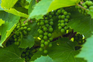 Bunches of green unripe grapes