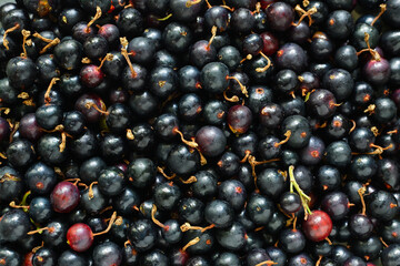 Heap of black currant. Textured background. Black currant close-up. Berries background.