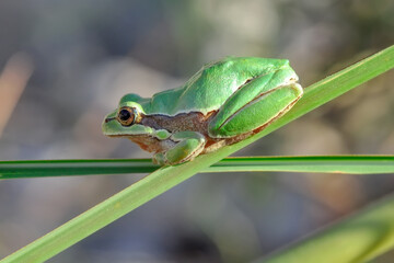 Beautiful Europaean Tree frog Hyla arborea 