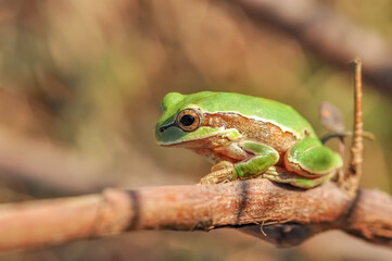 Beautiful Europaean Tree frog Hyla arborea 