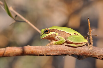 Beautiful Europaean Tree frog Hyla arborea 
