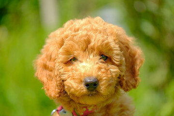 Close-up portrait of an apricot coloured mini poodle puppy seen on a sunny day. Showing part of her colour, looking keenly at the photographer.