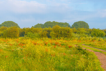 Fototapeta premium Lush green foliage of trees and yellow and white wild flowers in a misty field at sunrise in an early summer morning, Almere, Flevoland, The Netherlands, July 19, 2020