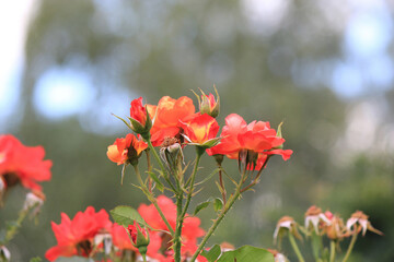 bright beautiful roses in  botanical garden
