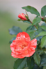 bright beautiful roses in  botanical garden